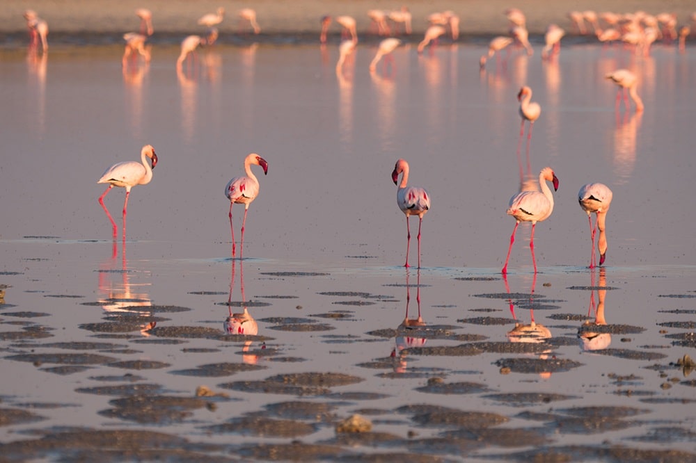 Parc national de Chobe avec des flamants roses