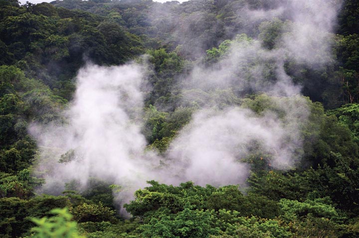 La Forêt dans les nuages