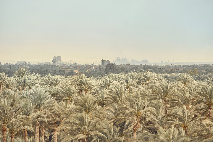 foret de palmiers en Egypte