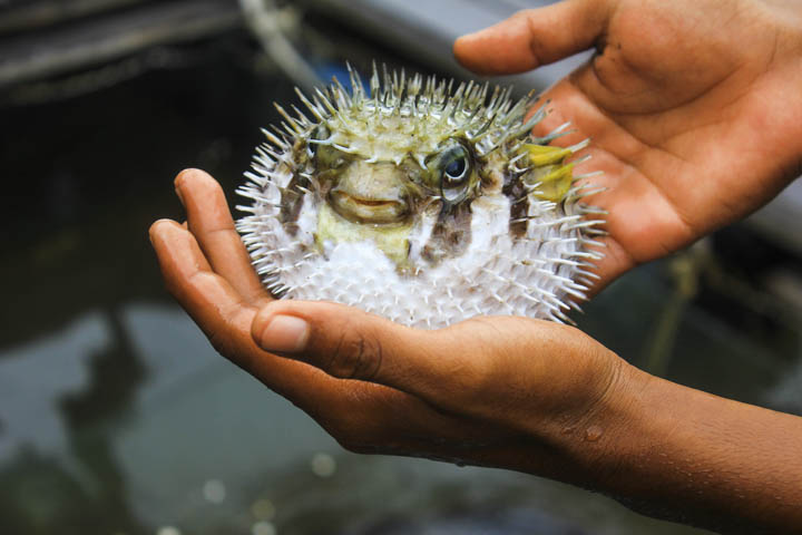 Un fugu dans les mains d'un pêcheur