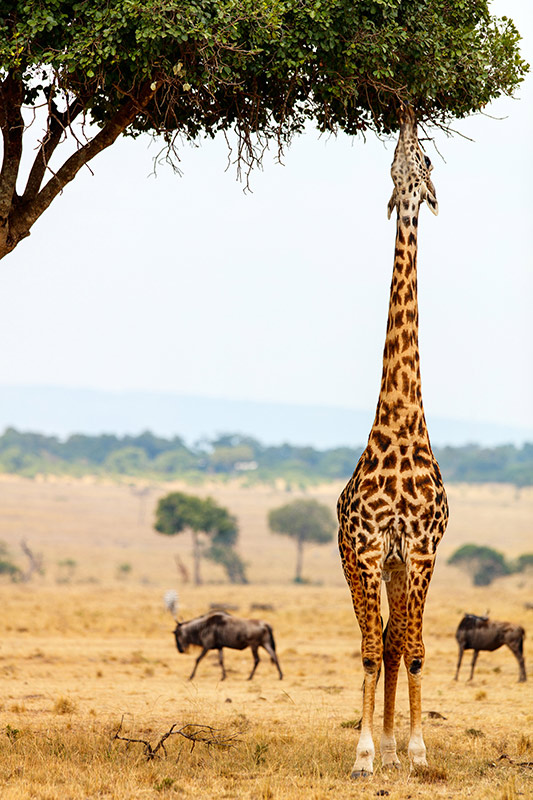 parc naturel du Masaï Mara