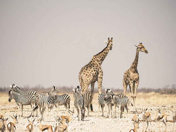 Girafes et zèbres 