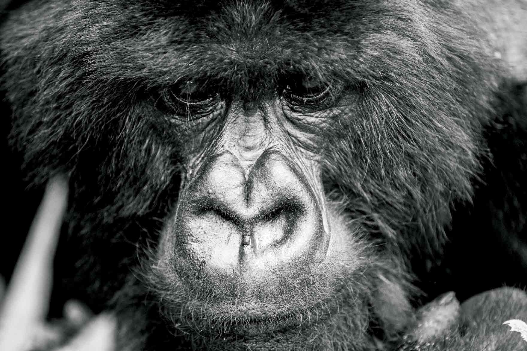 Gorille dans la foret de Bwindi