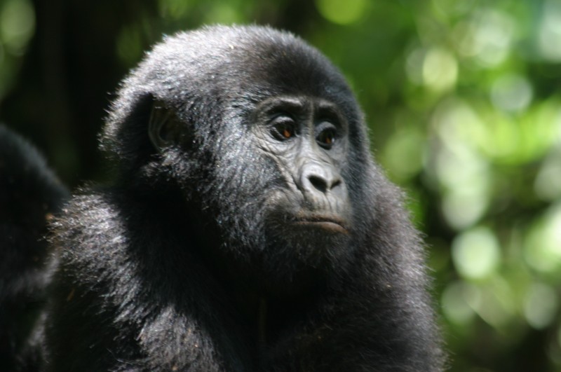 gorille en Ouganda