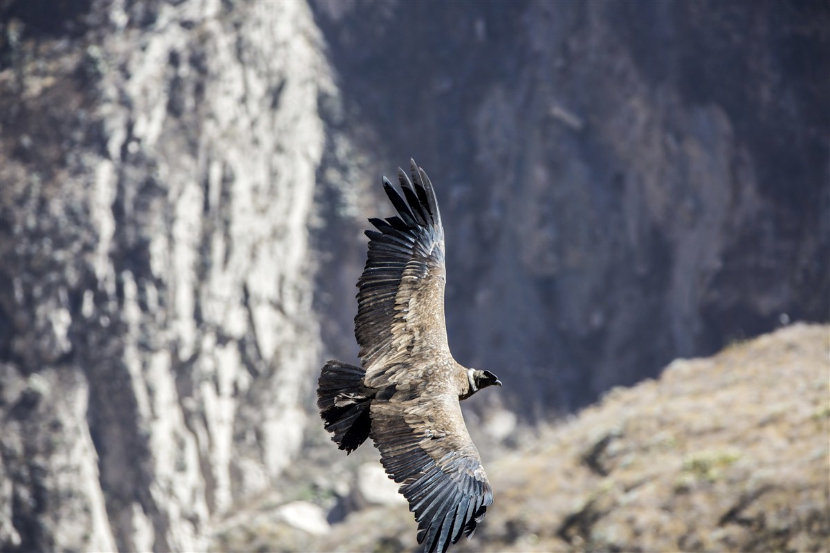 le grand vautour des Andes