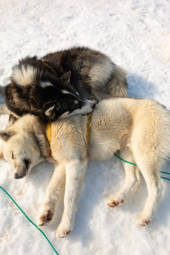 chiens de traineau au Groenland