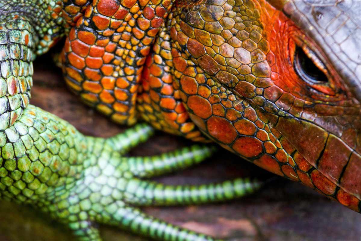 iguane au Costa Rica