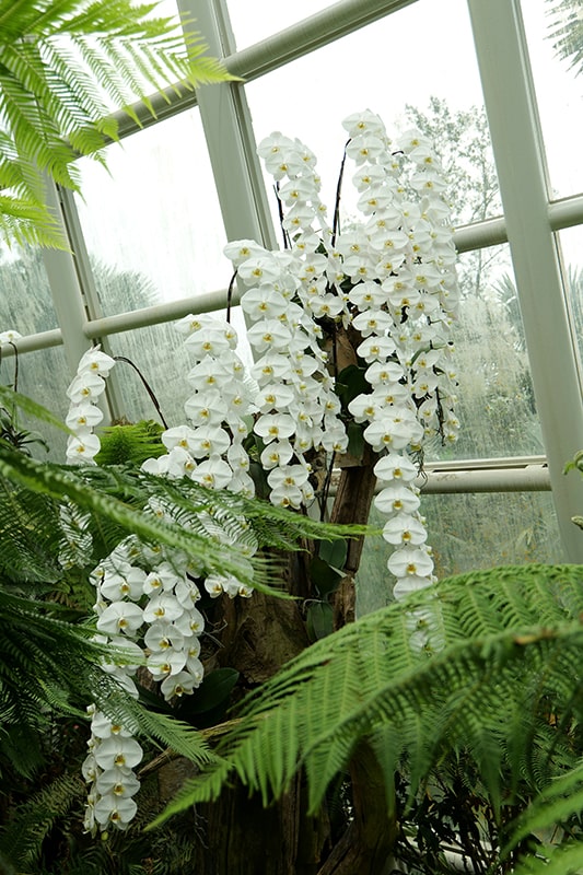 Intérieur jardin botanique à Singapour