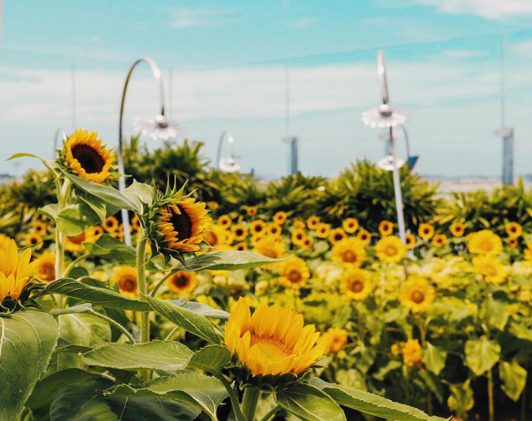 Jardins aéroport de Changi