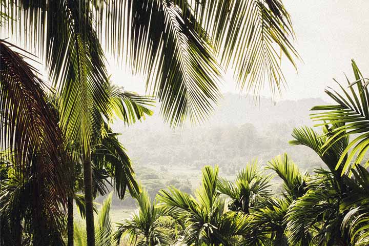 Végétation sur les îles Andaman