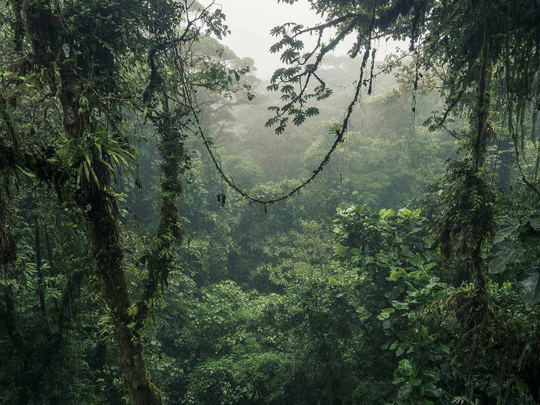 Jungle du Costa Rica