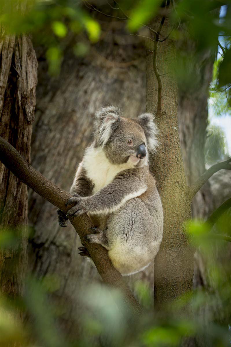 Koala en Australie