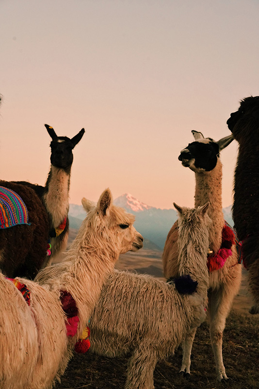 Lama au Pérou
