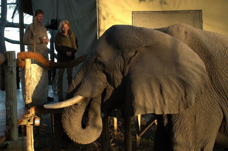 Un éléphant à côté d'un lodge