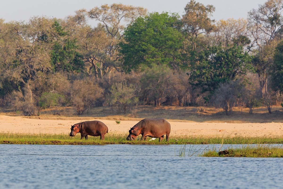 hippopotames dans le Lower Zambezi National Park