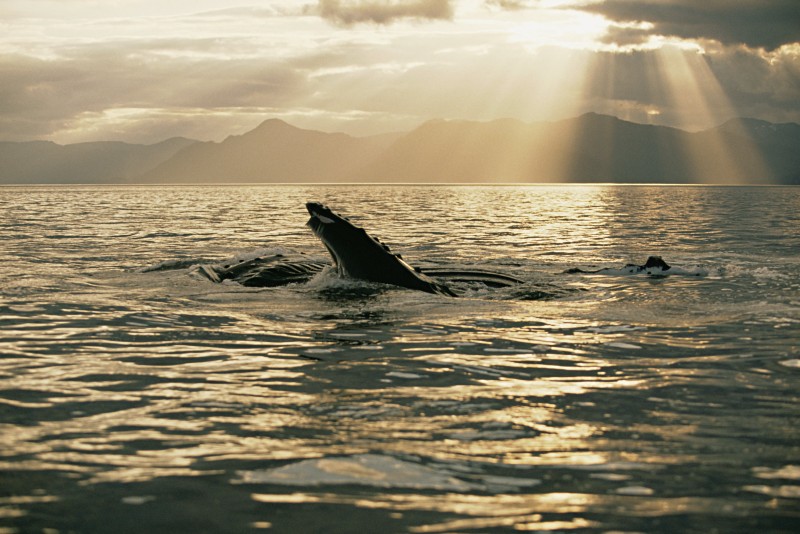 Baleine en Alaska