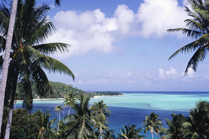 mer et palmier à Bora Bora