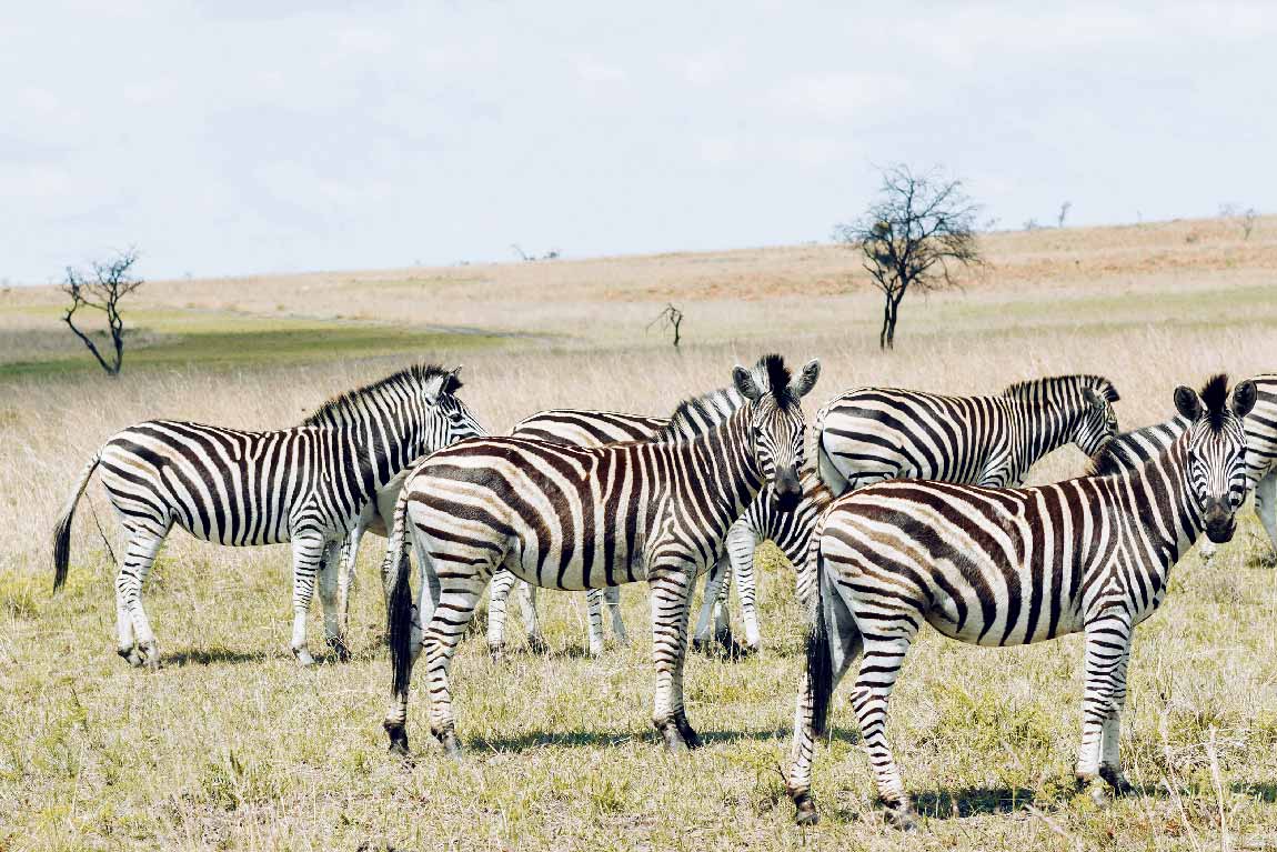 Meru National Park