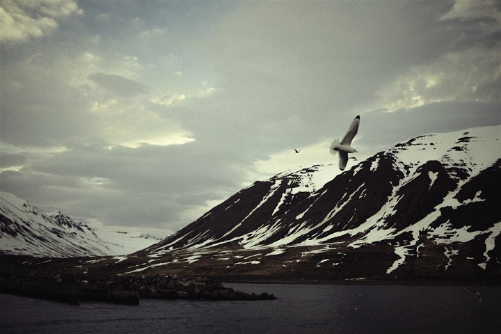 montagnes- oiseaux et neiges en Islande