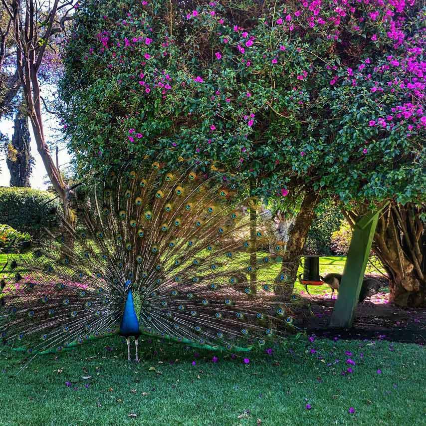 Jardin du musée Dolores Olmedo