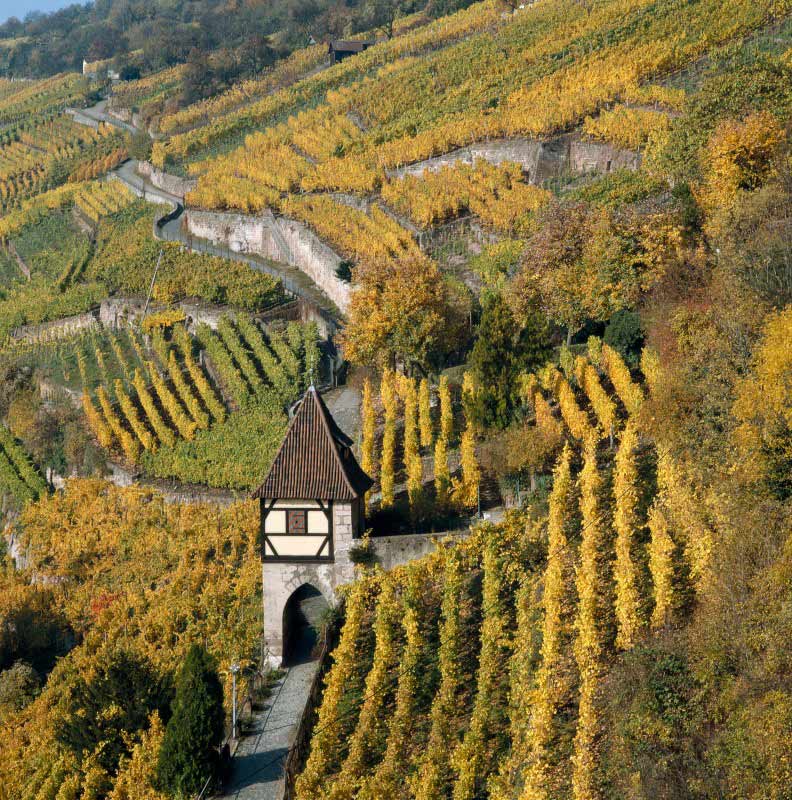 région viticole de Neckarhalde en Allemagne
