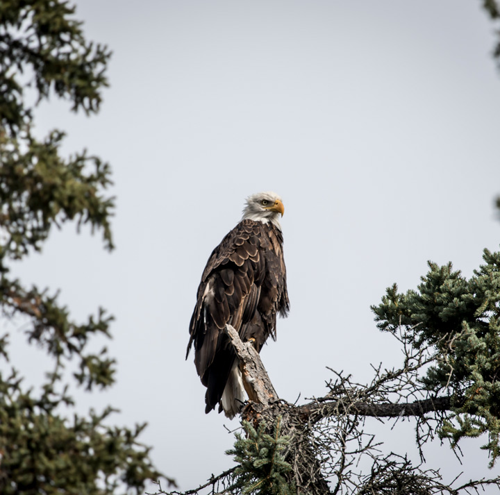 Rapace au canada