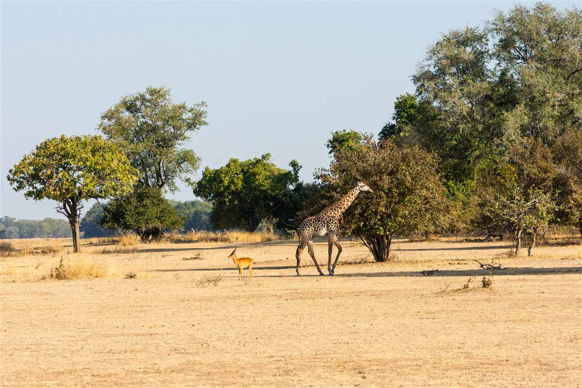 Girafe dans le South Luangwa