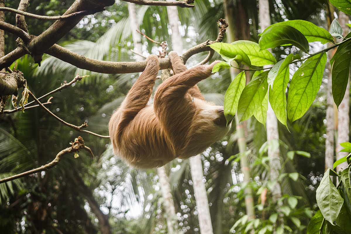 voir des paresseux au costa rica