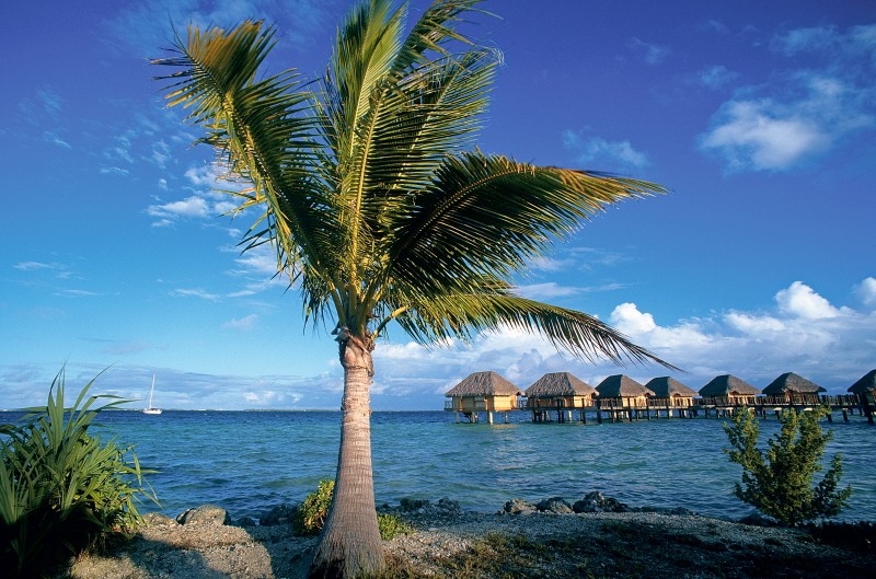 palmier en Polynésie