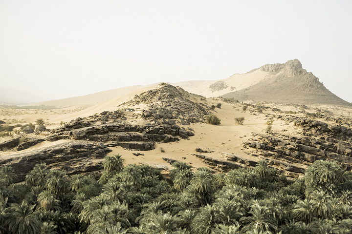 Joli paysage d'arbres et de sable