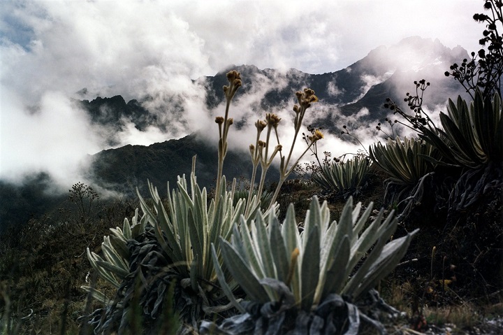 paysage de montagne et de végétation au Venezuela