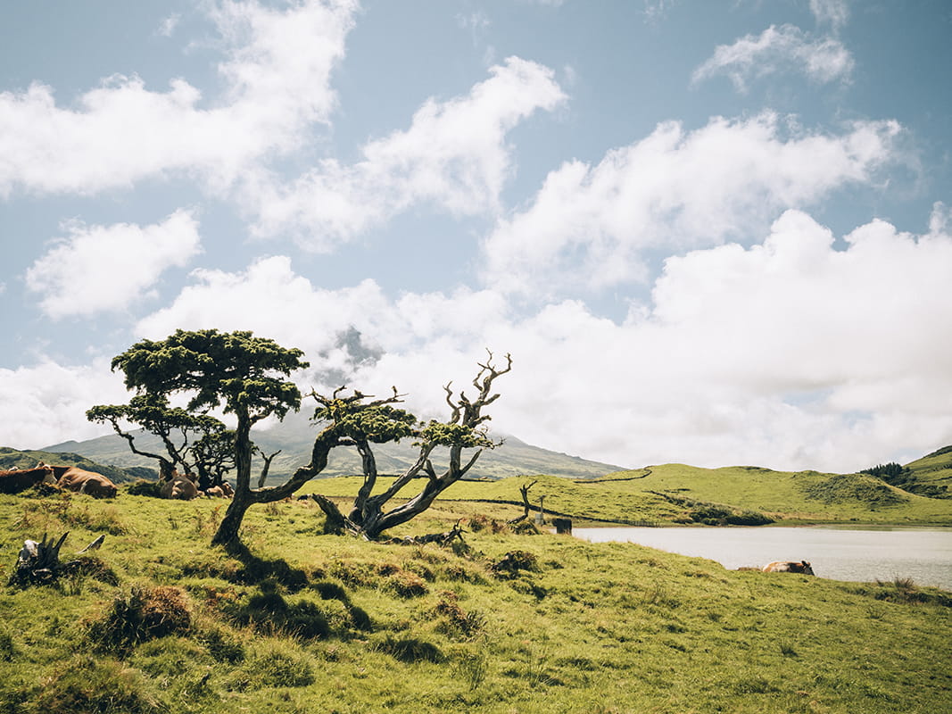 Paysage végétation Açores