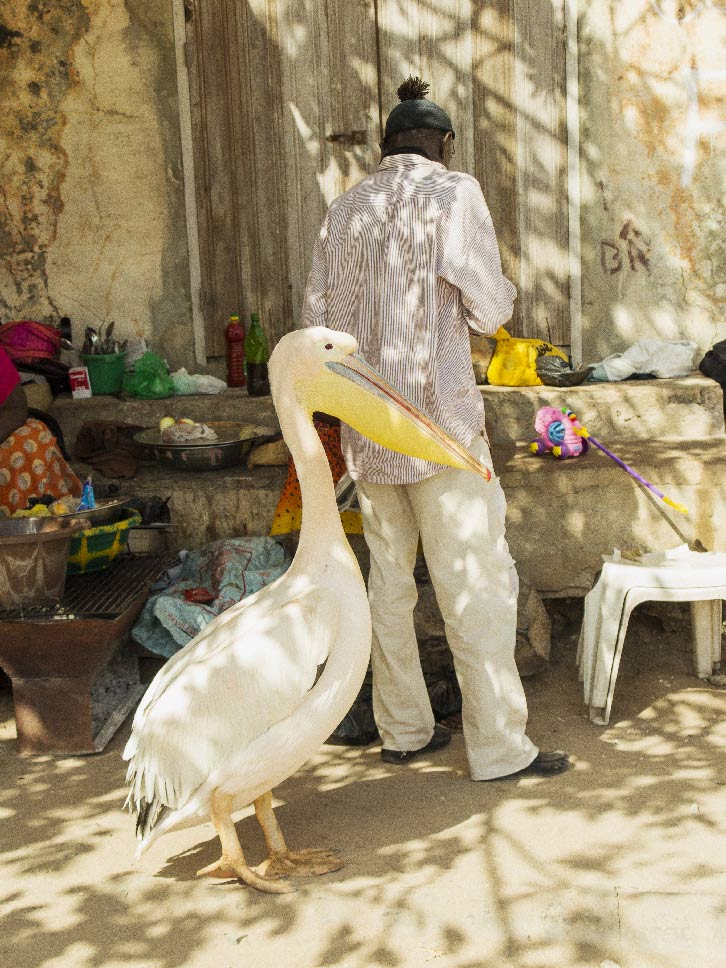 oiseau au sénégal