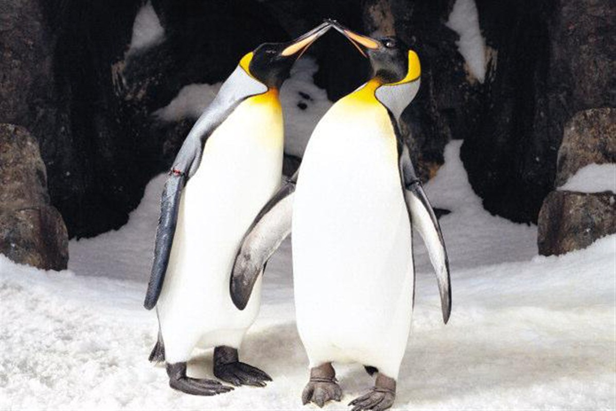 Pingouins en Alaska