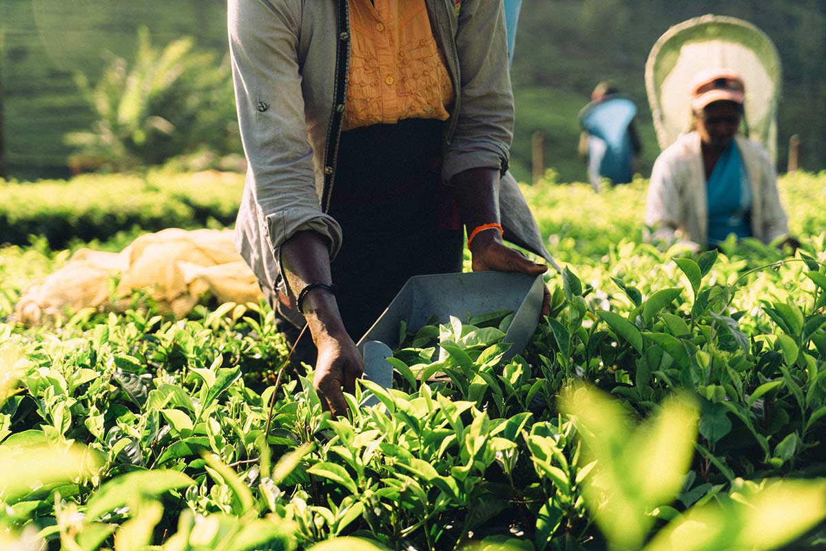 plantations de thé
