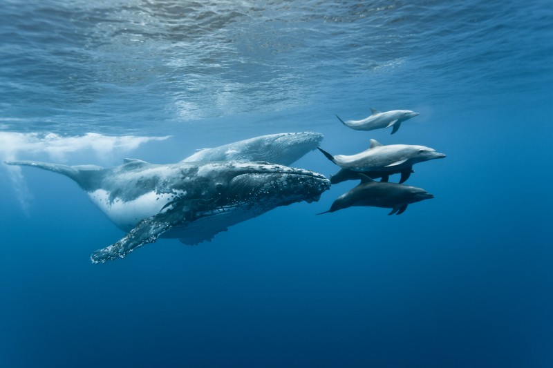 dauphins à la Réunion