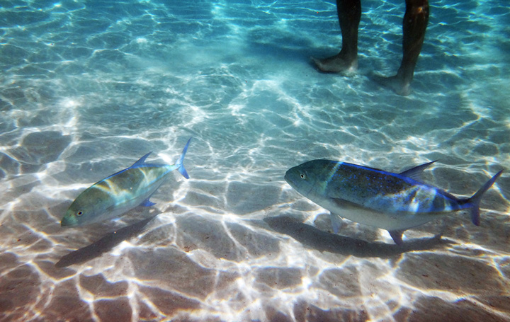 poissons dans la mer de Polynésie