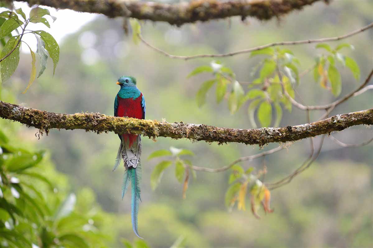Voir un quetzal au Costa Rica