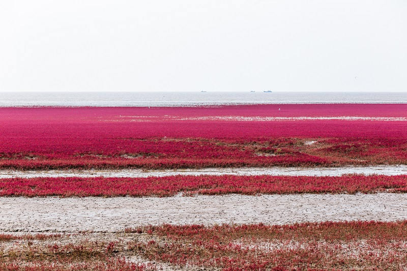 Red Beach, Panjin en Chine