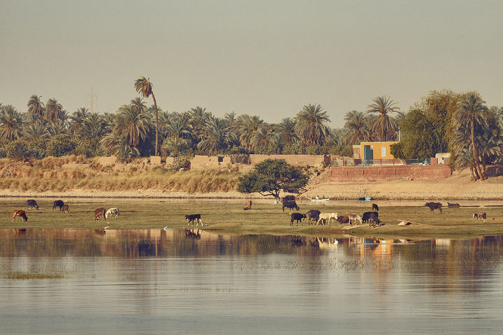rives du Nil en Egypte