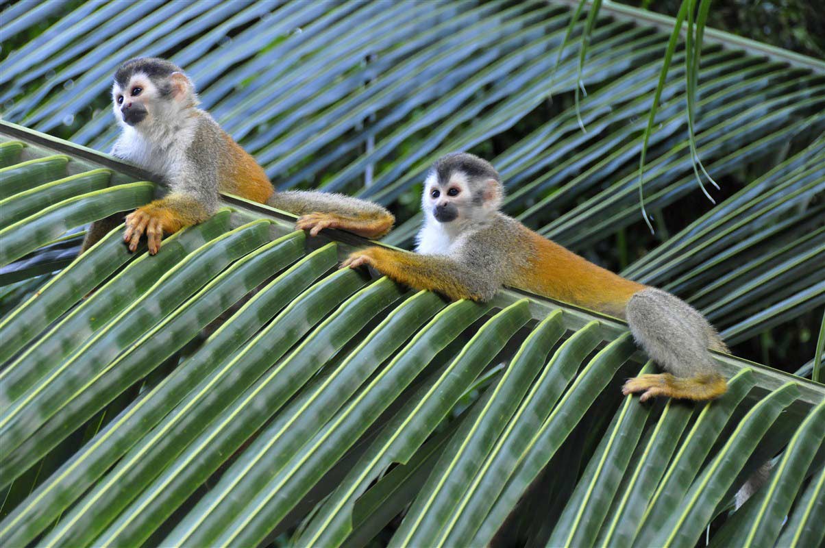 Singe dans les arbres au Costa Rica