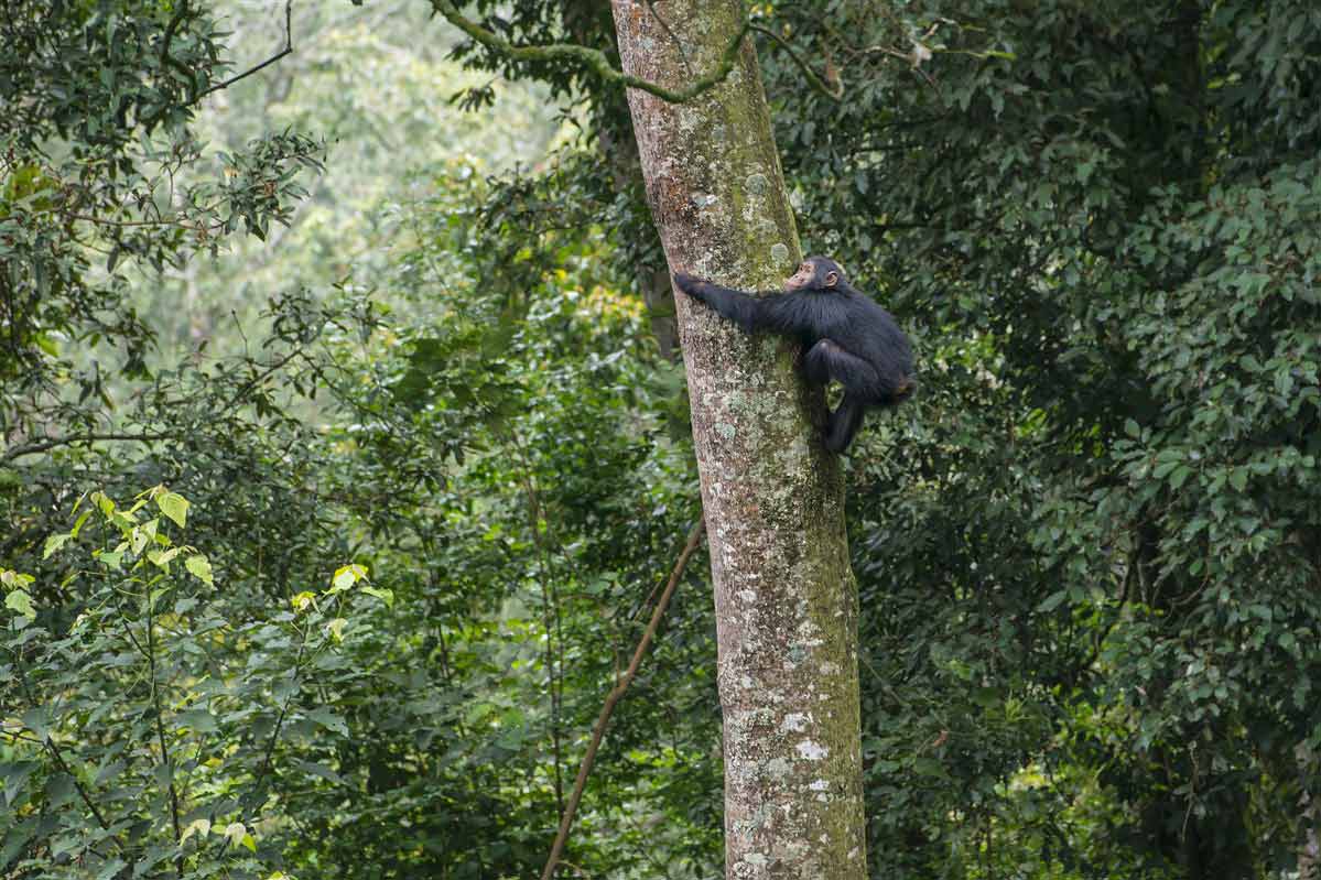 Singe dans un arbre au rwanda