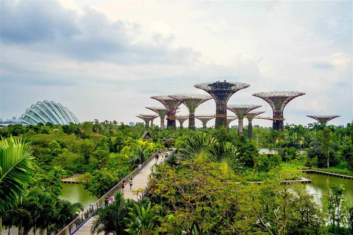 arbre du jardin de Singapour