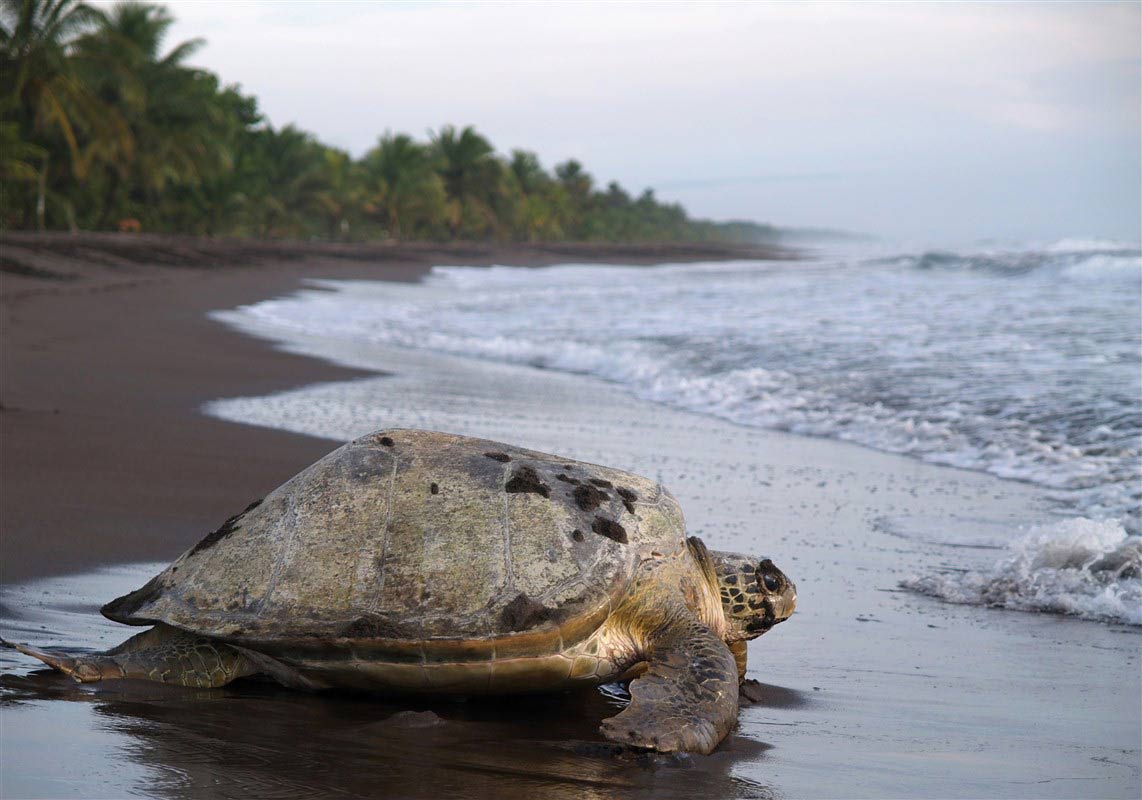 voir des tortues a Tortuguero