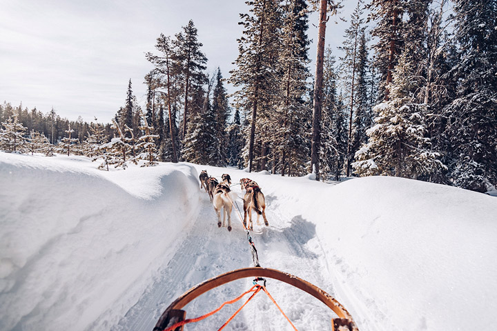 traîneau à chien en Laponie