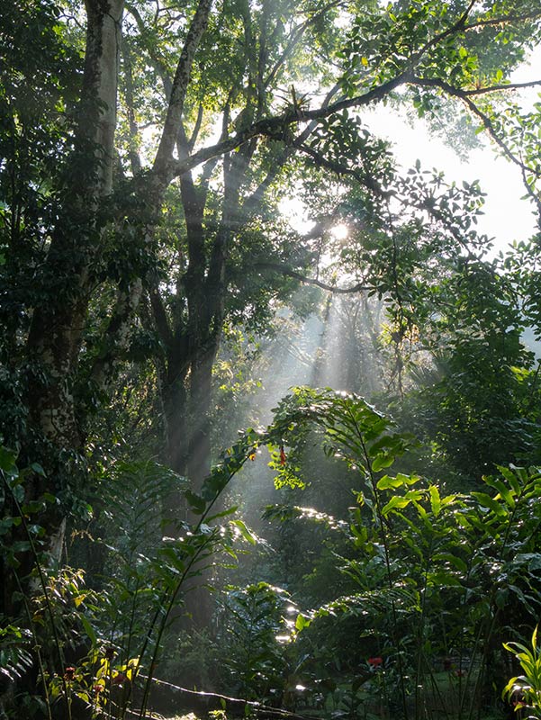 Forêt Amazonienne