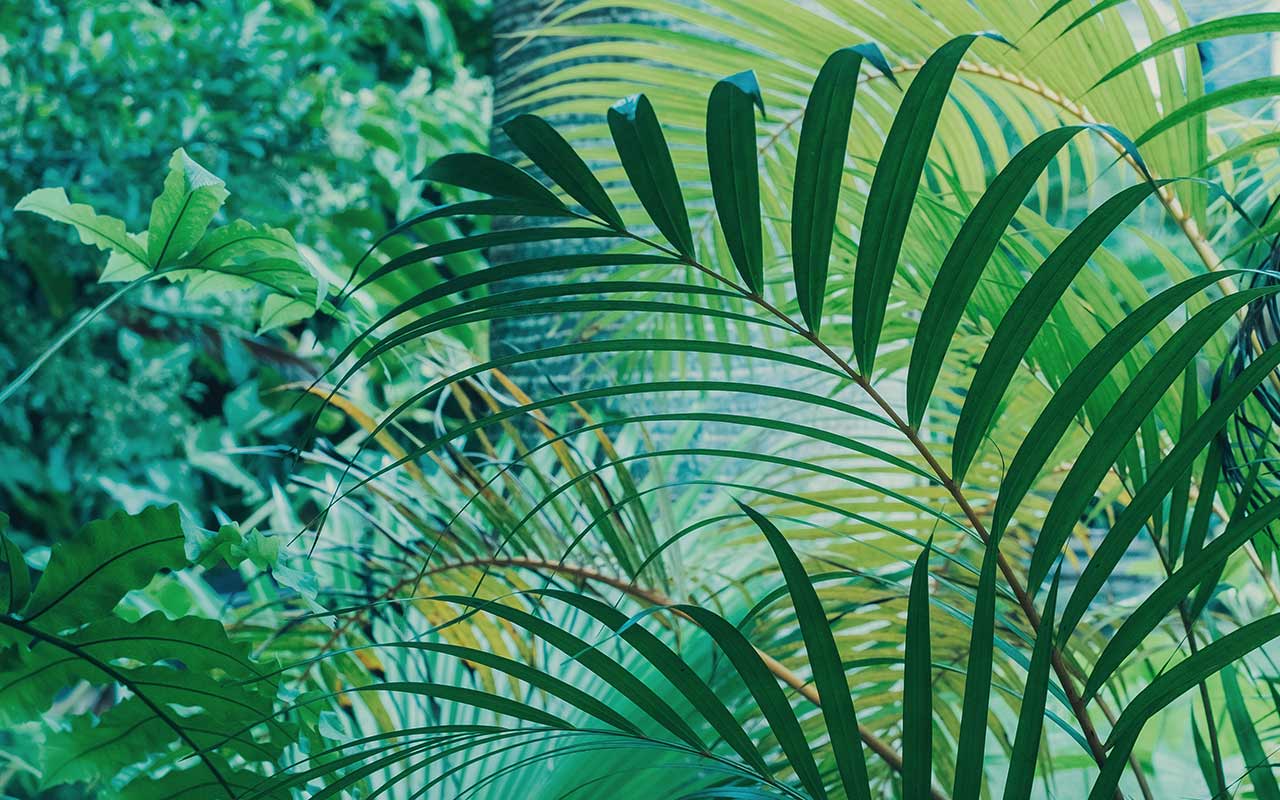 végétation tropicale