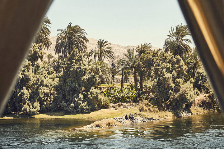 verdure sur les rives du nil en Egypte