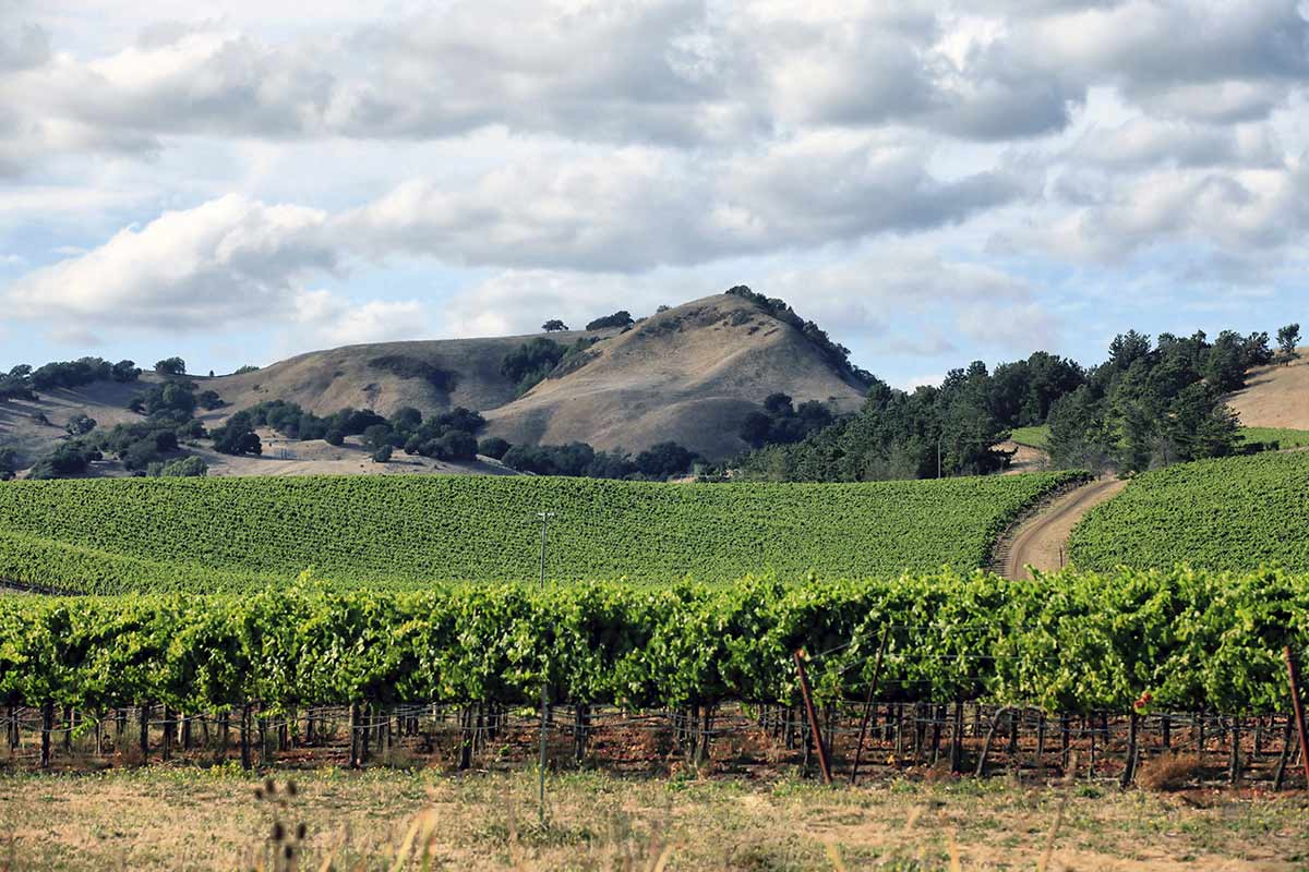 Une carte routière dédiée aux vins de France  Les plus belles destinations  dans les vignobles de France - Le portail officiel de l'œnotourisme en  France