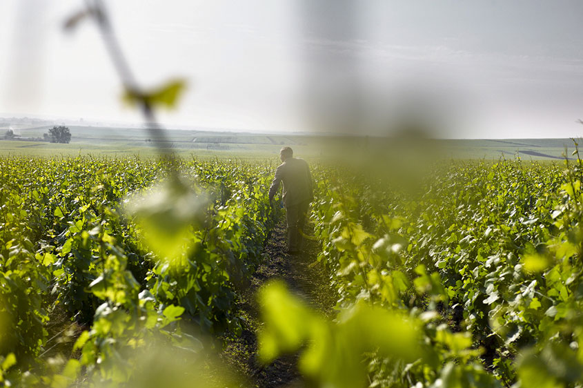 Vignobles en Champagne